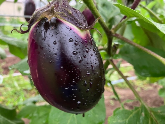 丸えんぴつナス